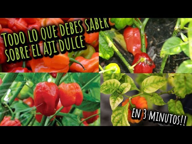 Chile Aji Cachucha