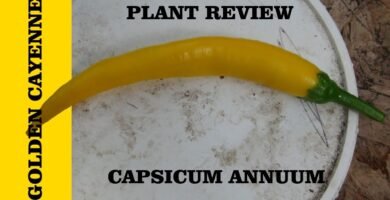 Chile Golden Cayenne