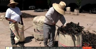 Chile Mulato Grande de Milpa